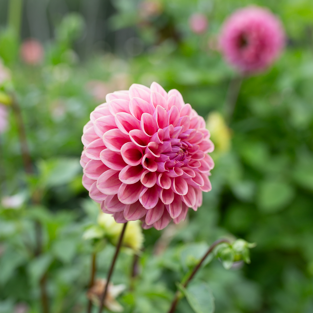 Dahlia 'Winkie Truffle'