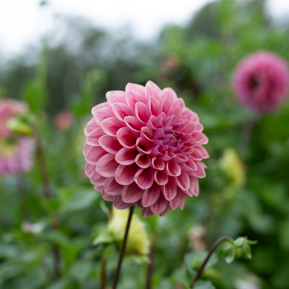 Dahlia 'Winkie Truffle'