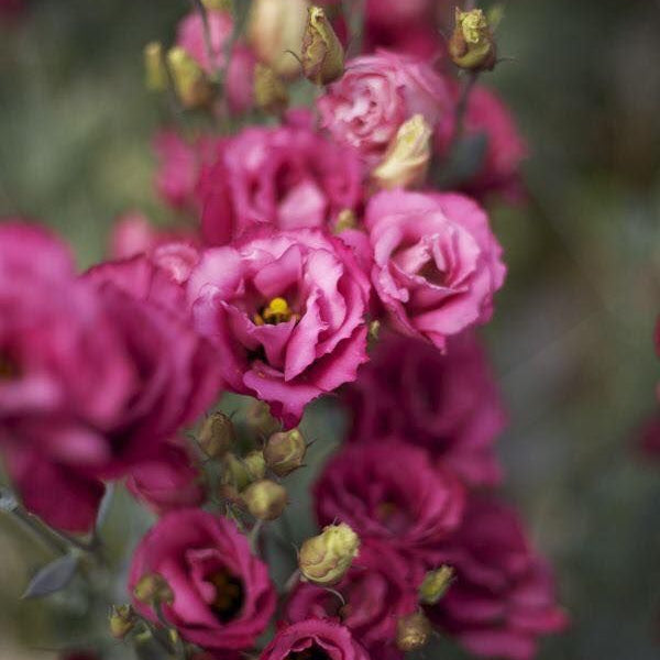 Lisianthus 'Carmine Rose'