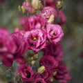 Lisianthus 'Carmine Rose'