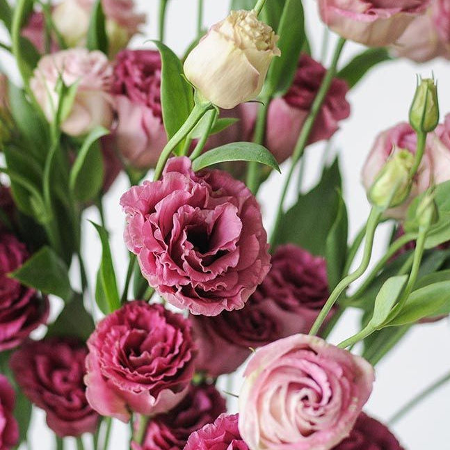 Lisianthus 'Voyage Deep Rose'