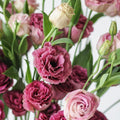 Lisianthus 'Voyage Deep Rose'