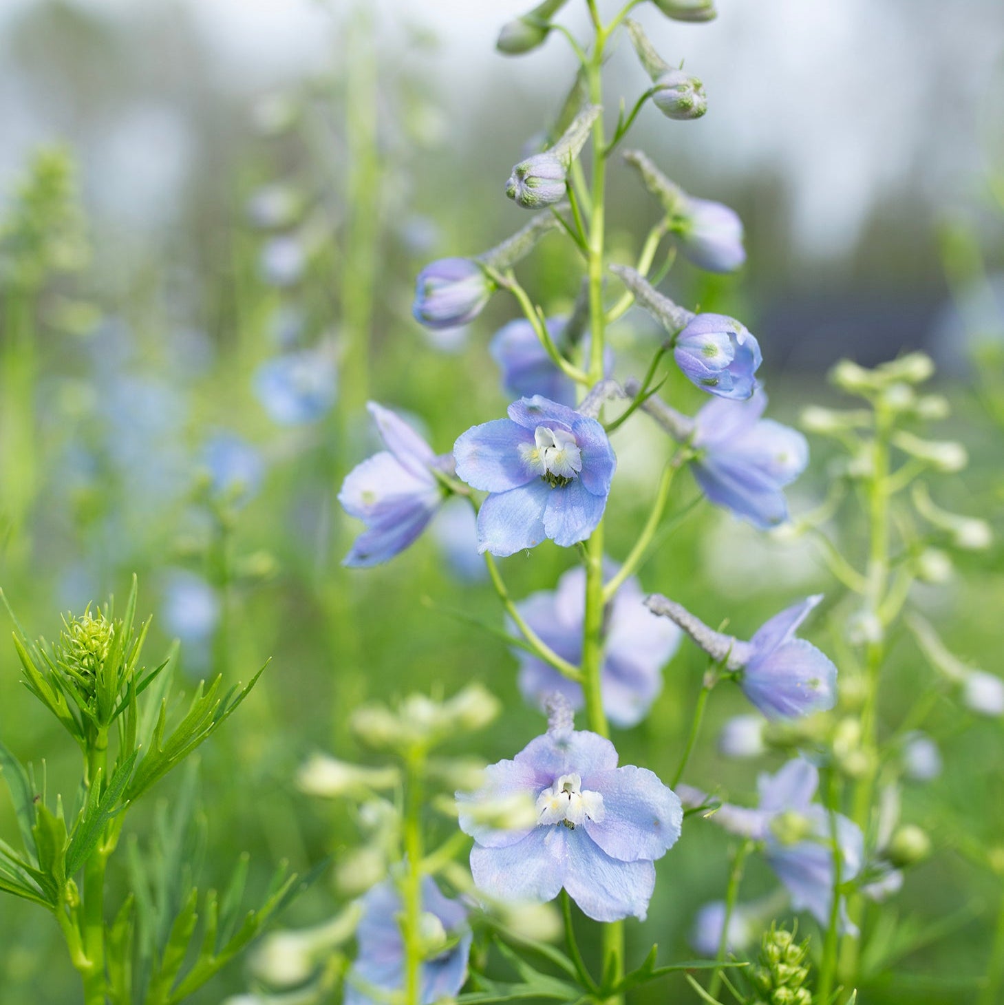 Delphinium 'Cliveden Beauty'