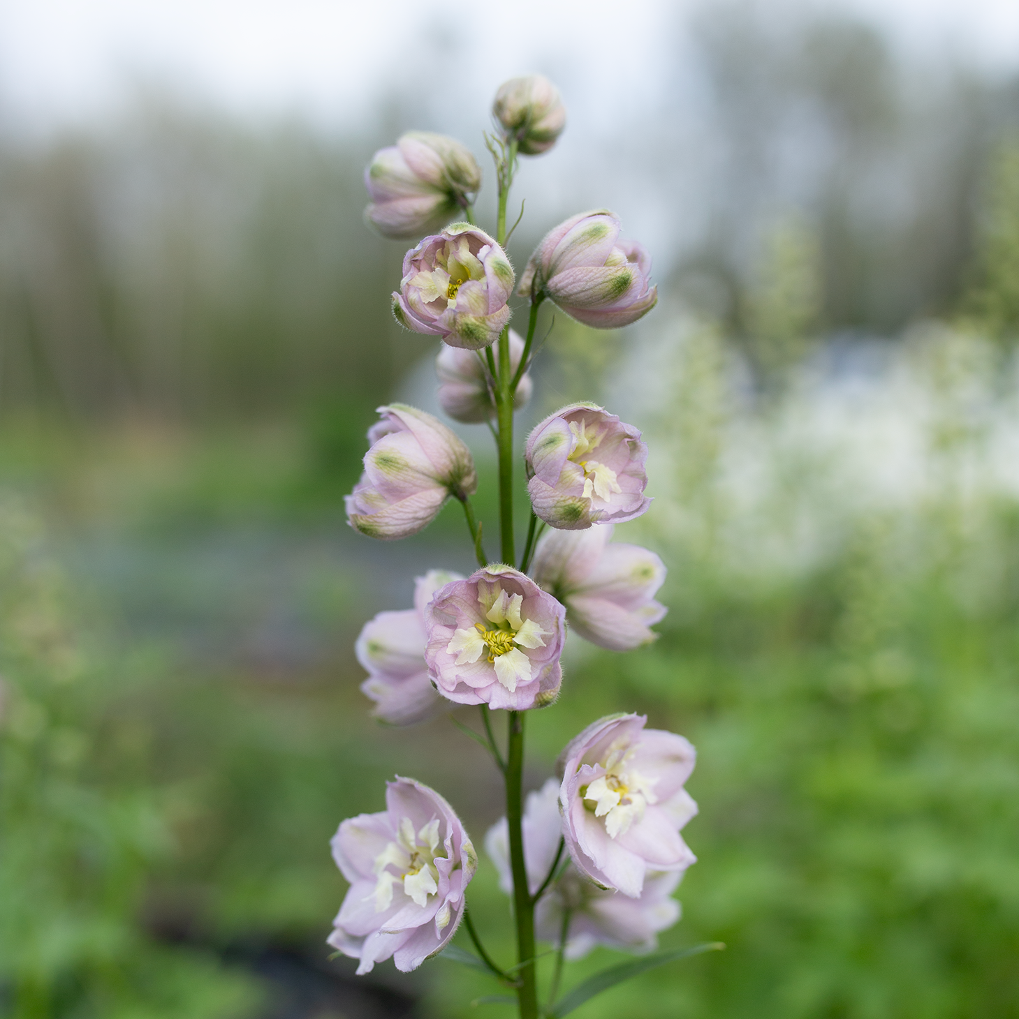 Delphinium 'Cherry Blossom'
