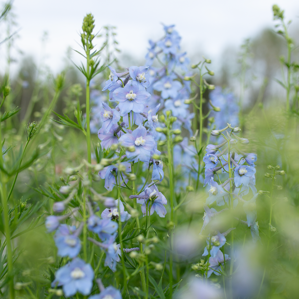 Delphinium 'Cliveden Beauty'