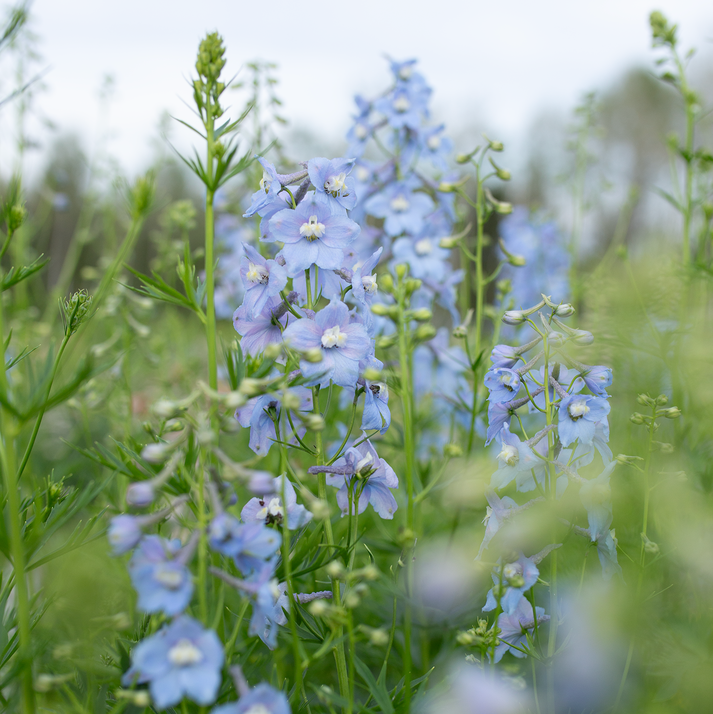 Delphinium 'Cliveden Beauty'