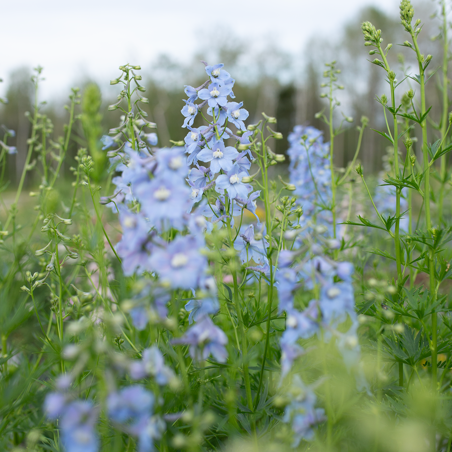 Delphinium 'Cliveden Beauty'
