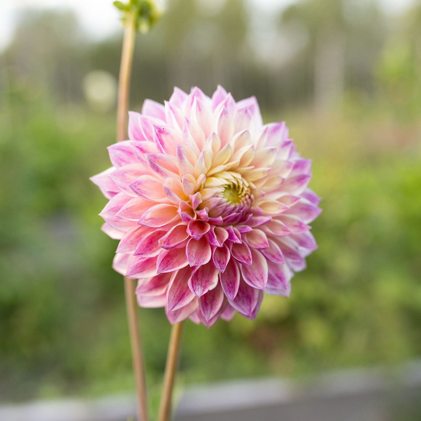 Dahlia 'Dusty Beauty'