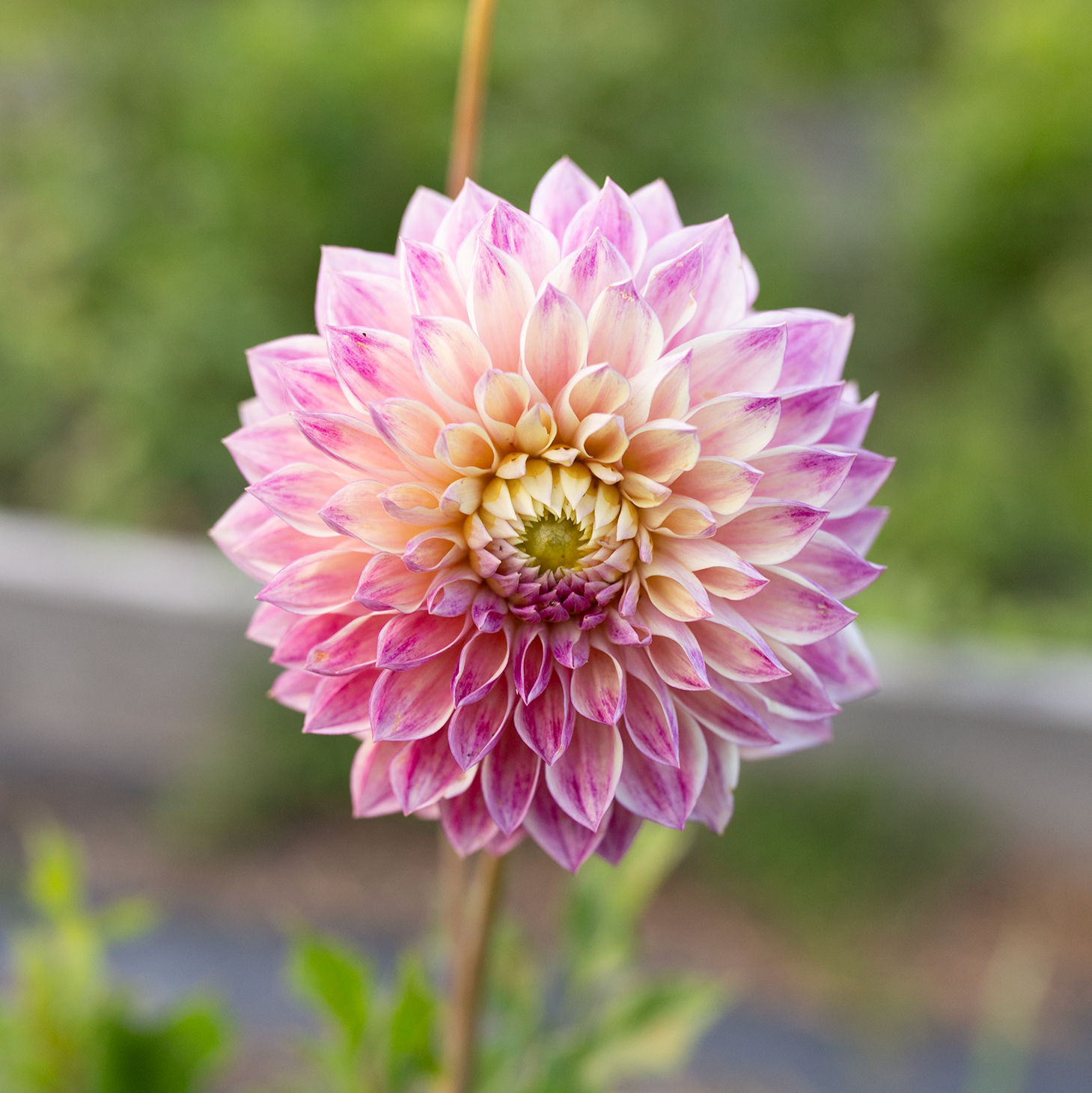 Dahlia 'Dusty Beauty'