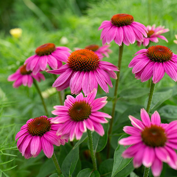 Echinacea 'PowWow Wild Berry'
