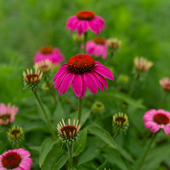 Echinacea 'PowWow Wild Berry'