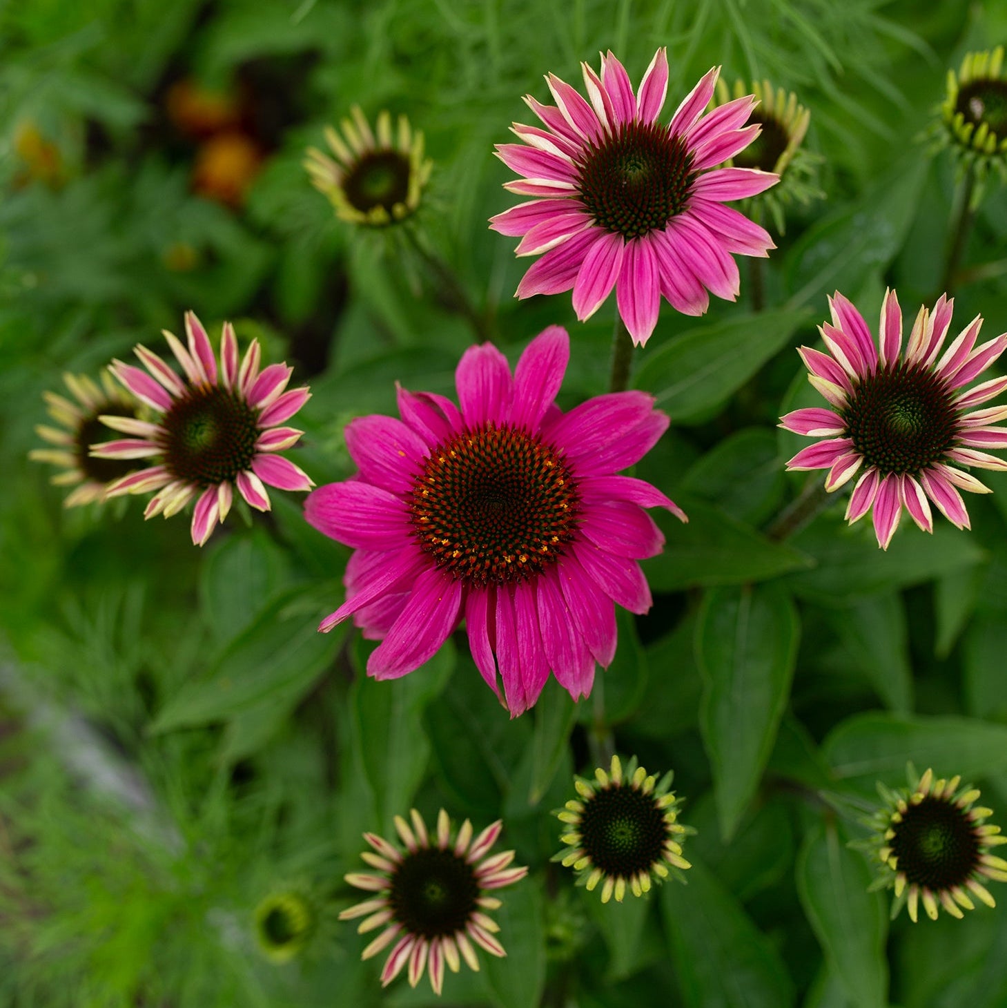 Echinacea 'PowWow Wild Berry'