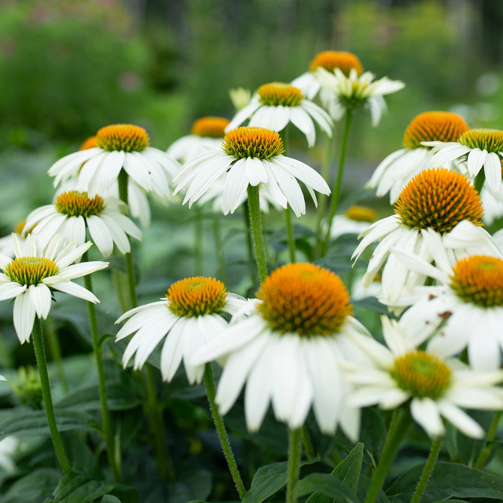 Echinacea 'White Swan'
