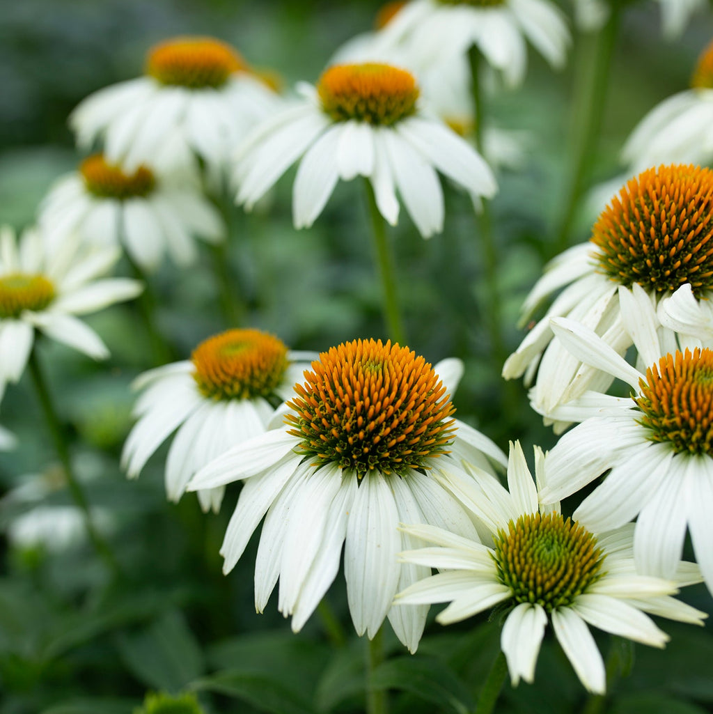 Echinacea 'White Swan'