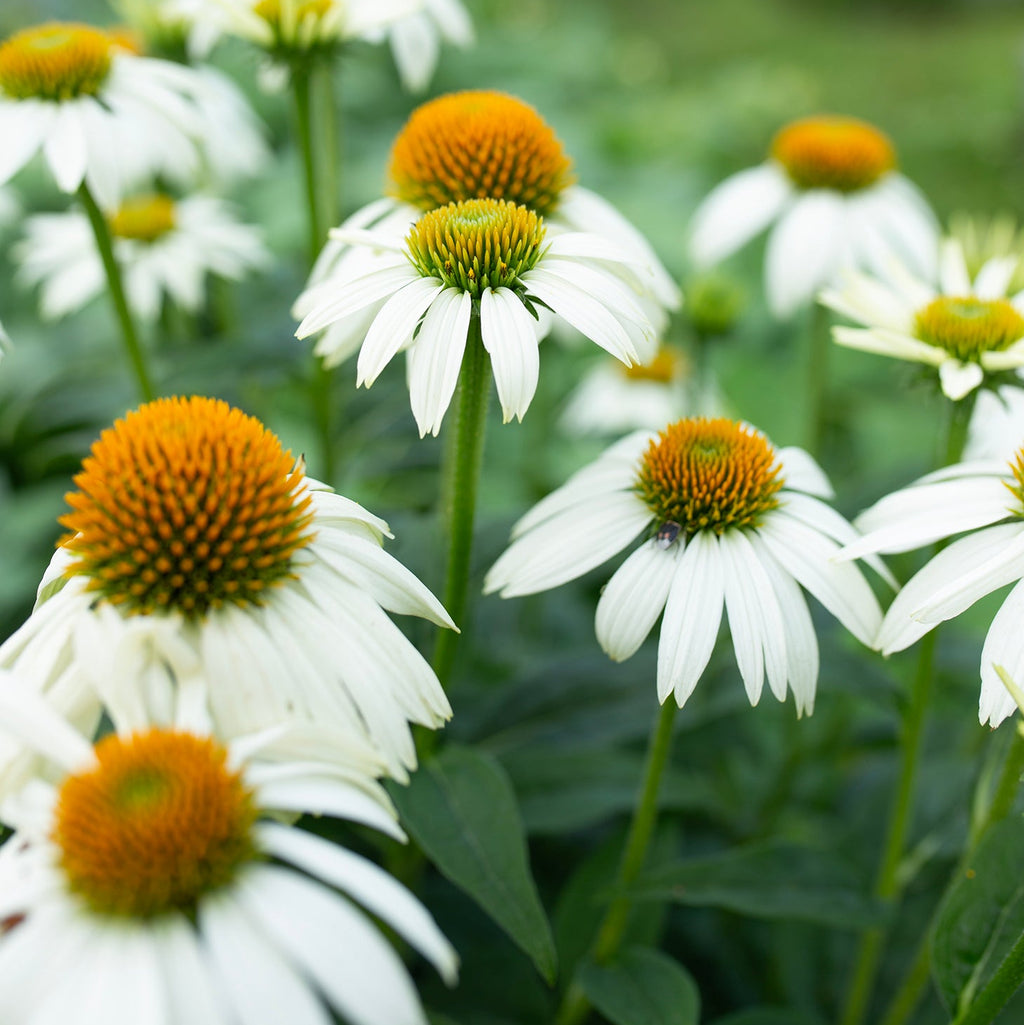 Echinacea 'White Swan'