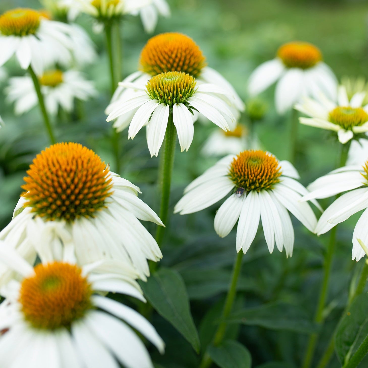Echinacea 'White Swan'