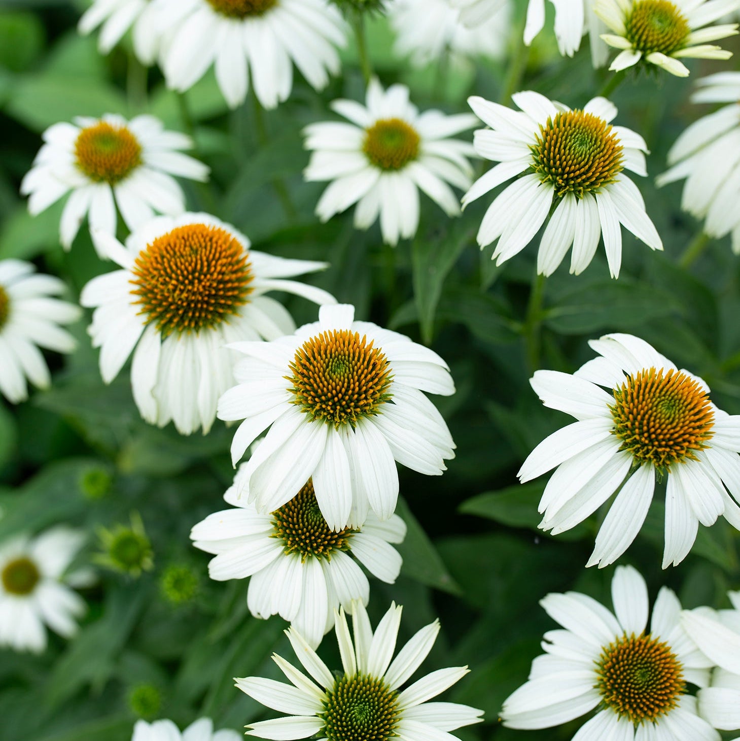 Echinacea 'White Swan'
