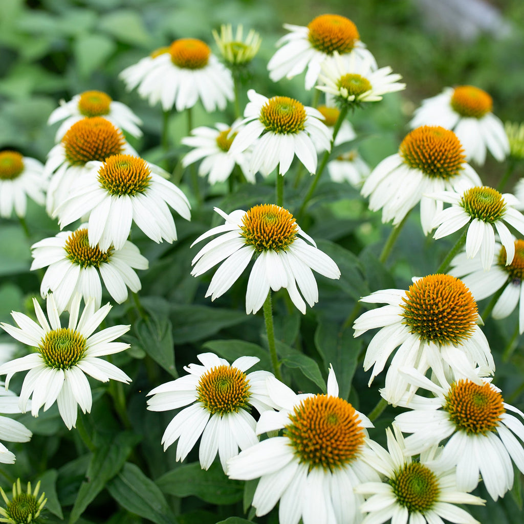 Echinacea 'White Swan'