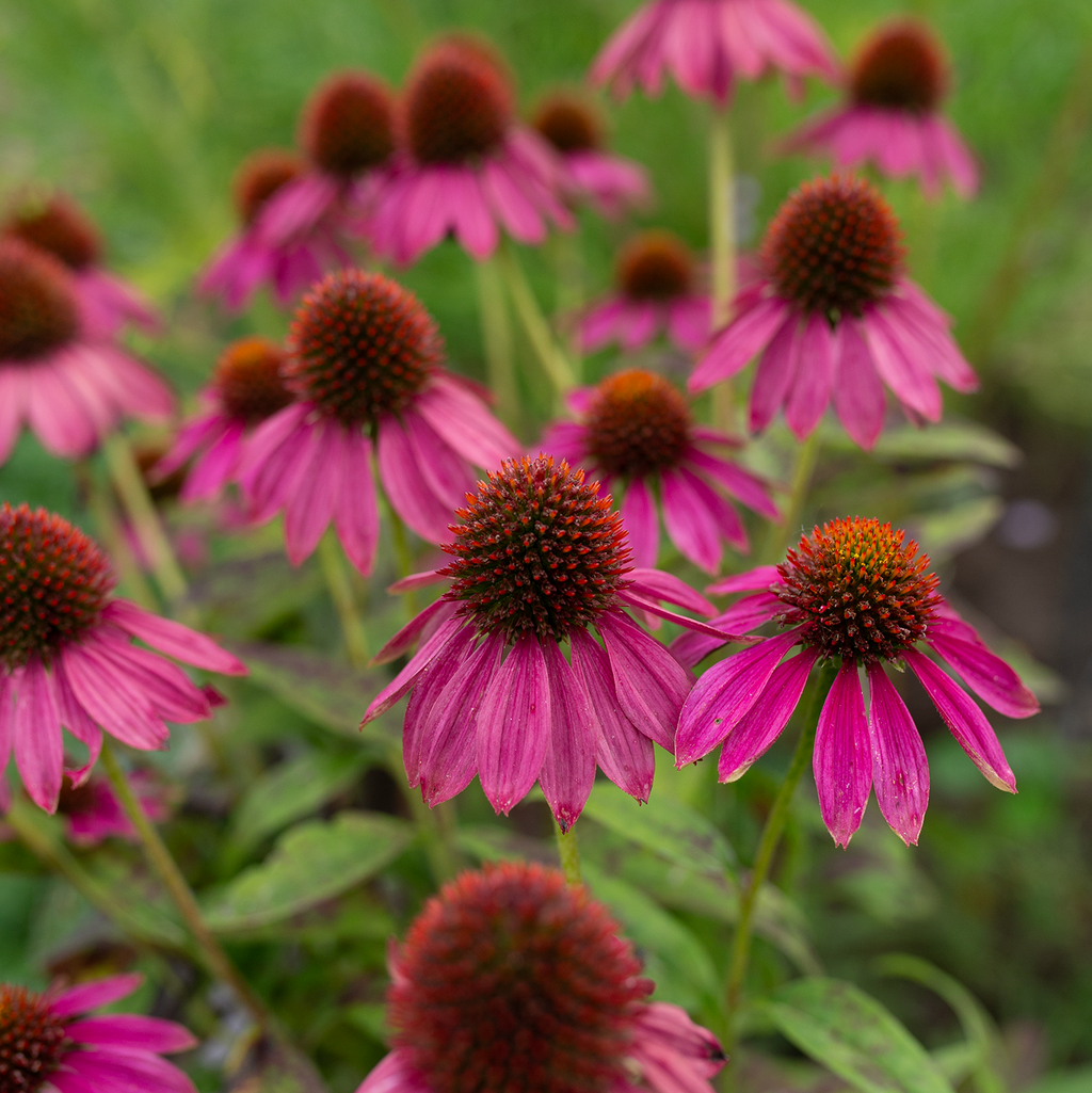 Echinacea 'PowWow Wild Berry'