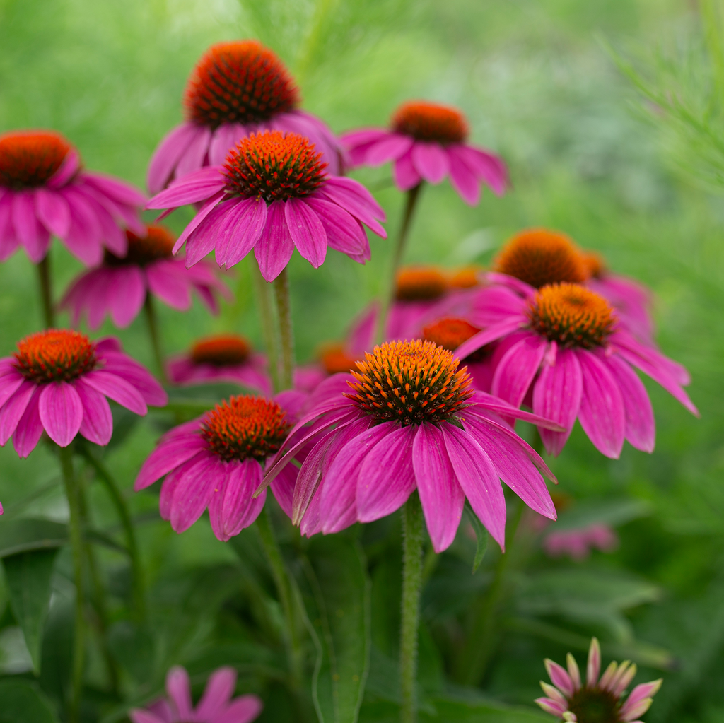 Echinacea 'PowWow Wild Berry'