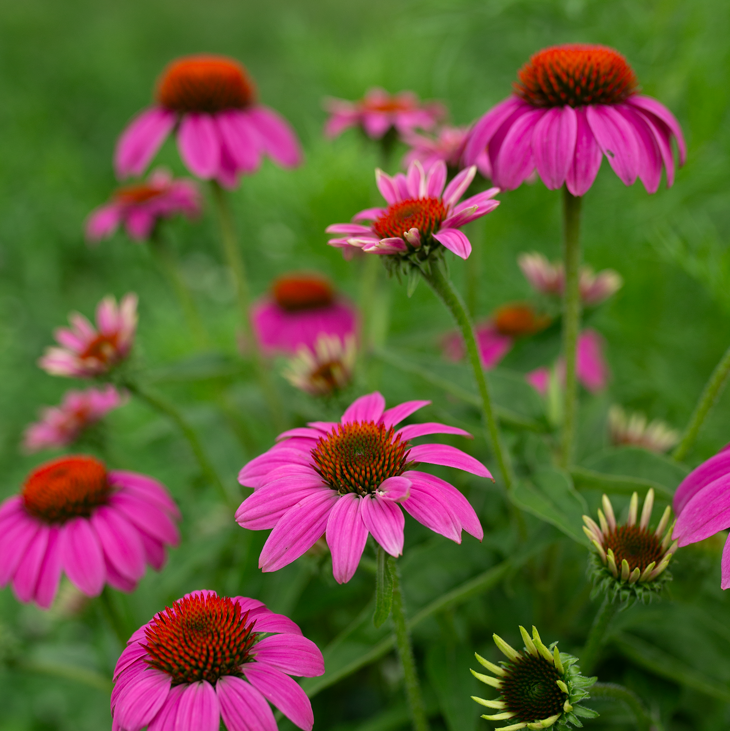 Echinacea 'PowWow Wild Berry'