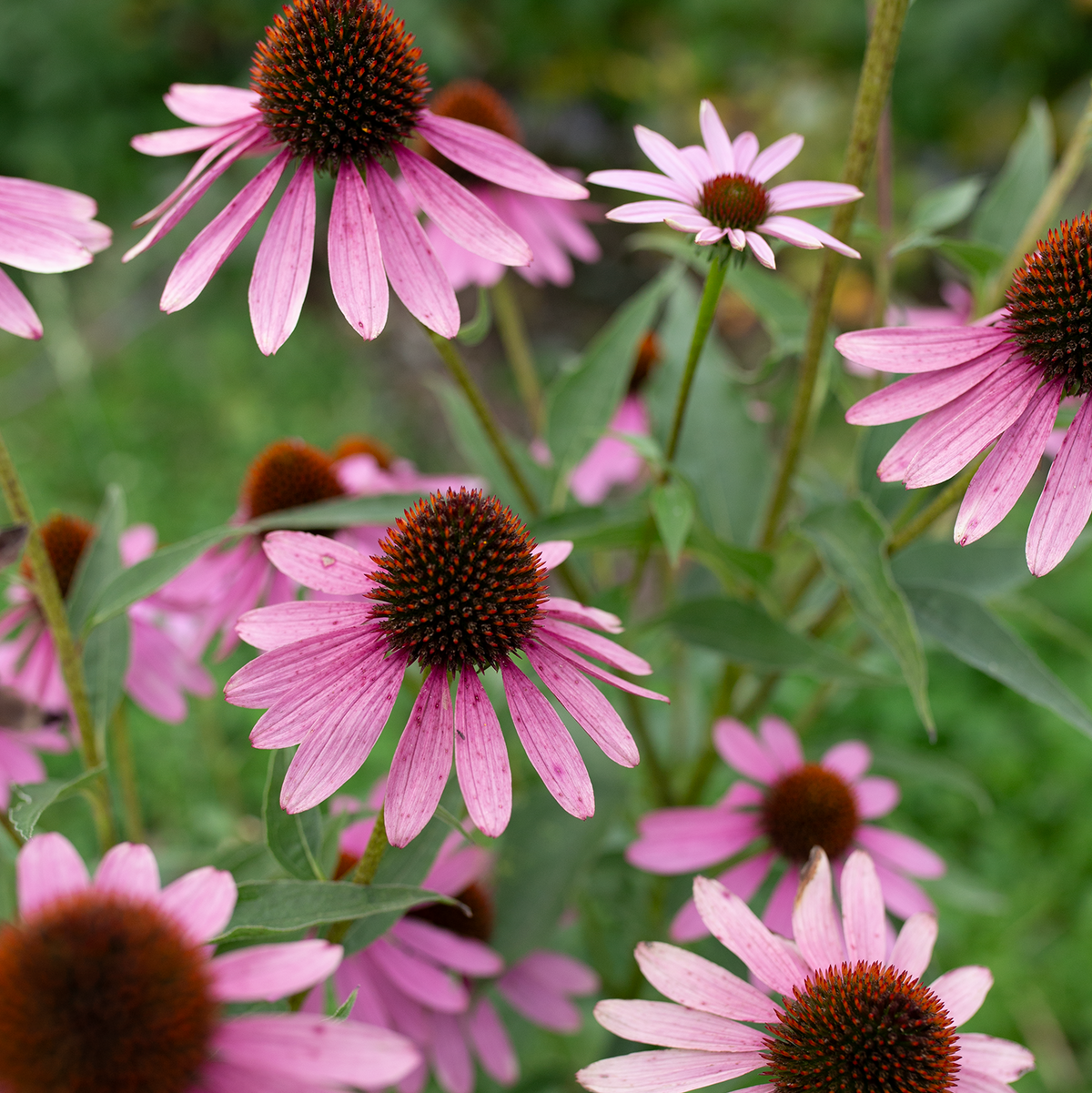 Echinacea 'Purple Jewels'