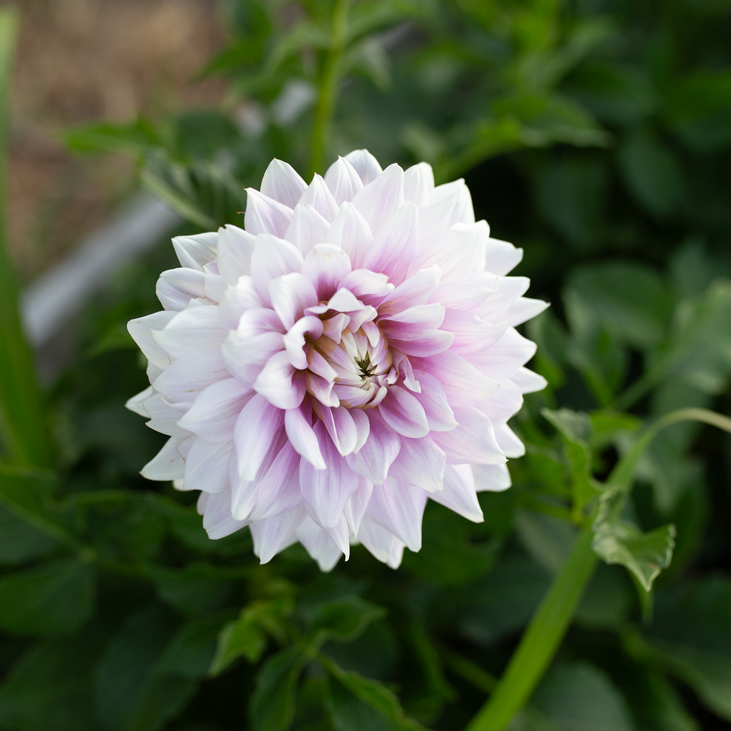 Dahlia 'Ferncliff Inspiration'
