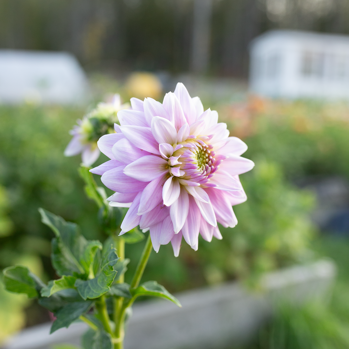 Dahlia 'Ferncliff Inspiration'