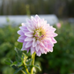 Dahlia 'Ferncliff Inspiration'