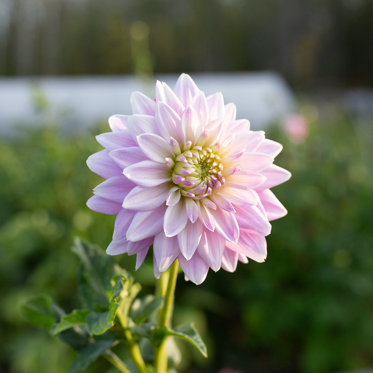 Dahlia 'Ferncliff Inspiration'