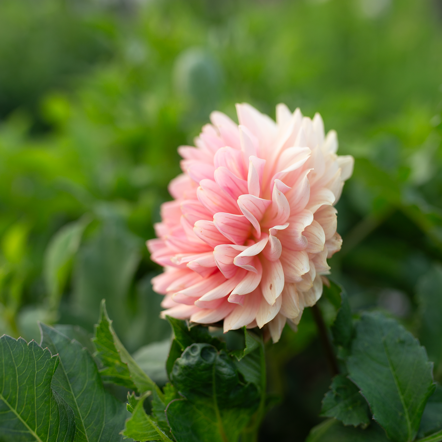 Dahlia 'Fawn'