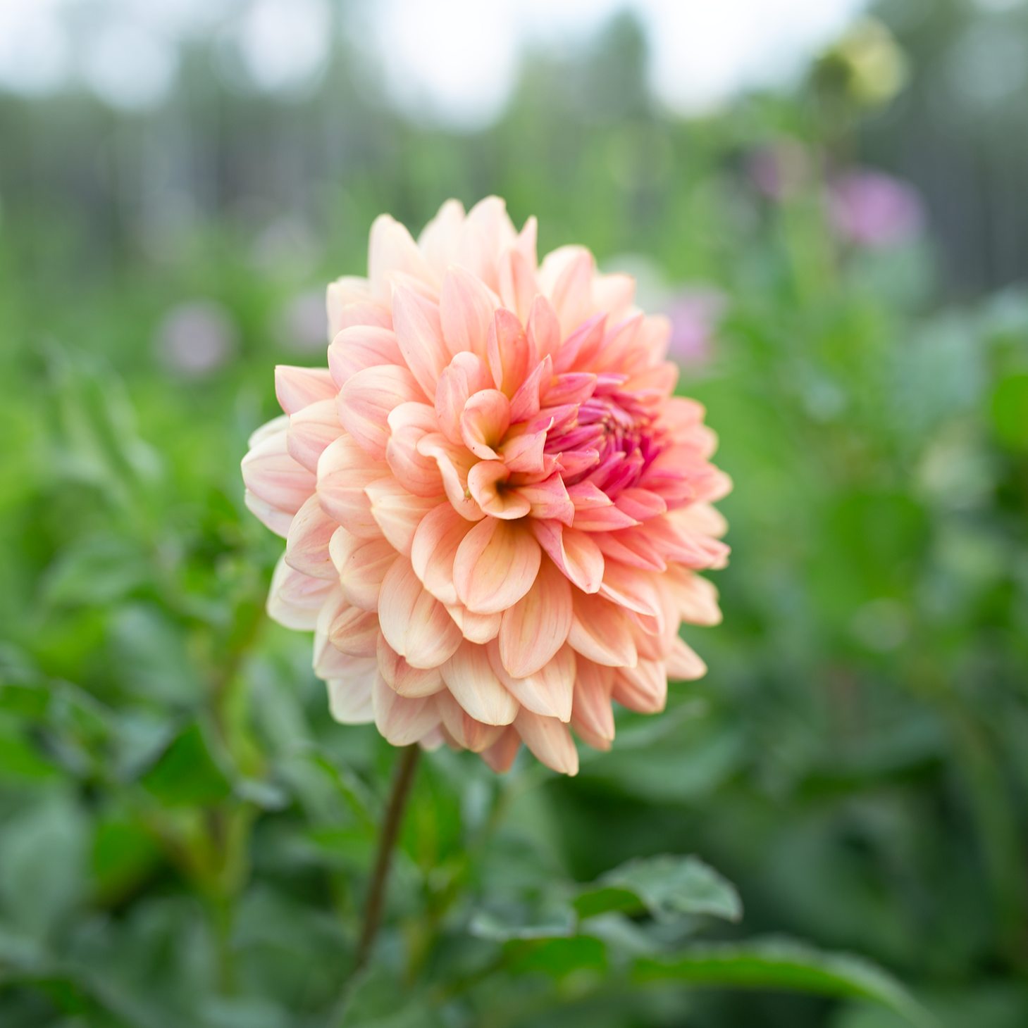 Dahlia 'Fawn'