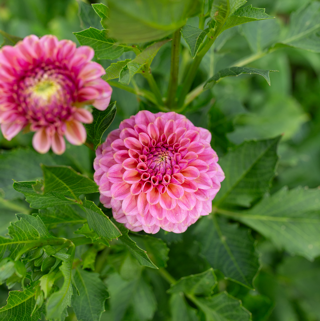 Dahlia 'Ferncliff Carefree'
