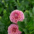 Dahlia 'Ferncliff Carefree'