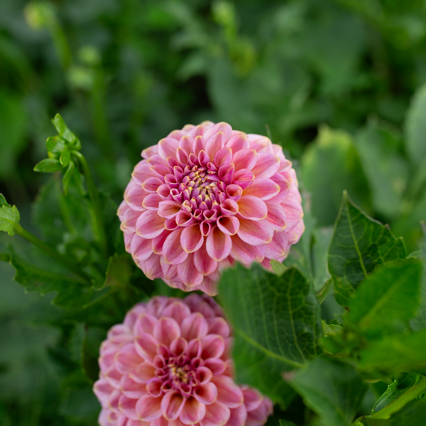 Dahlia 'Ferncliff Carefree'
