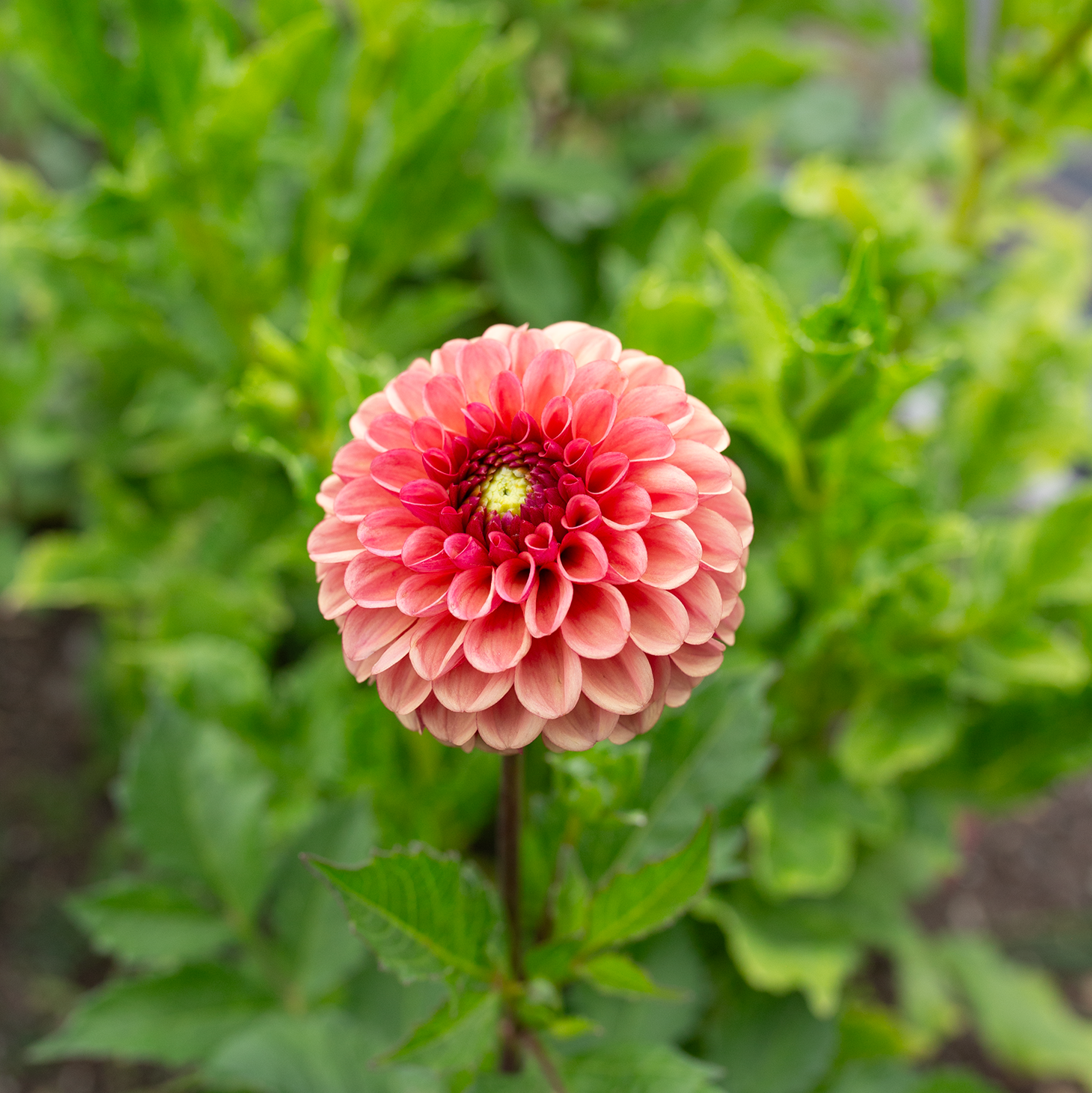 Dahlia 'Ferncliff Kathleen'