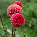 Dahlia 'Ferncliff Rusty'