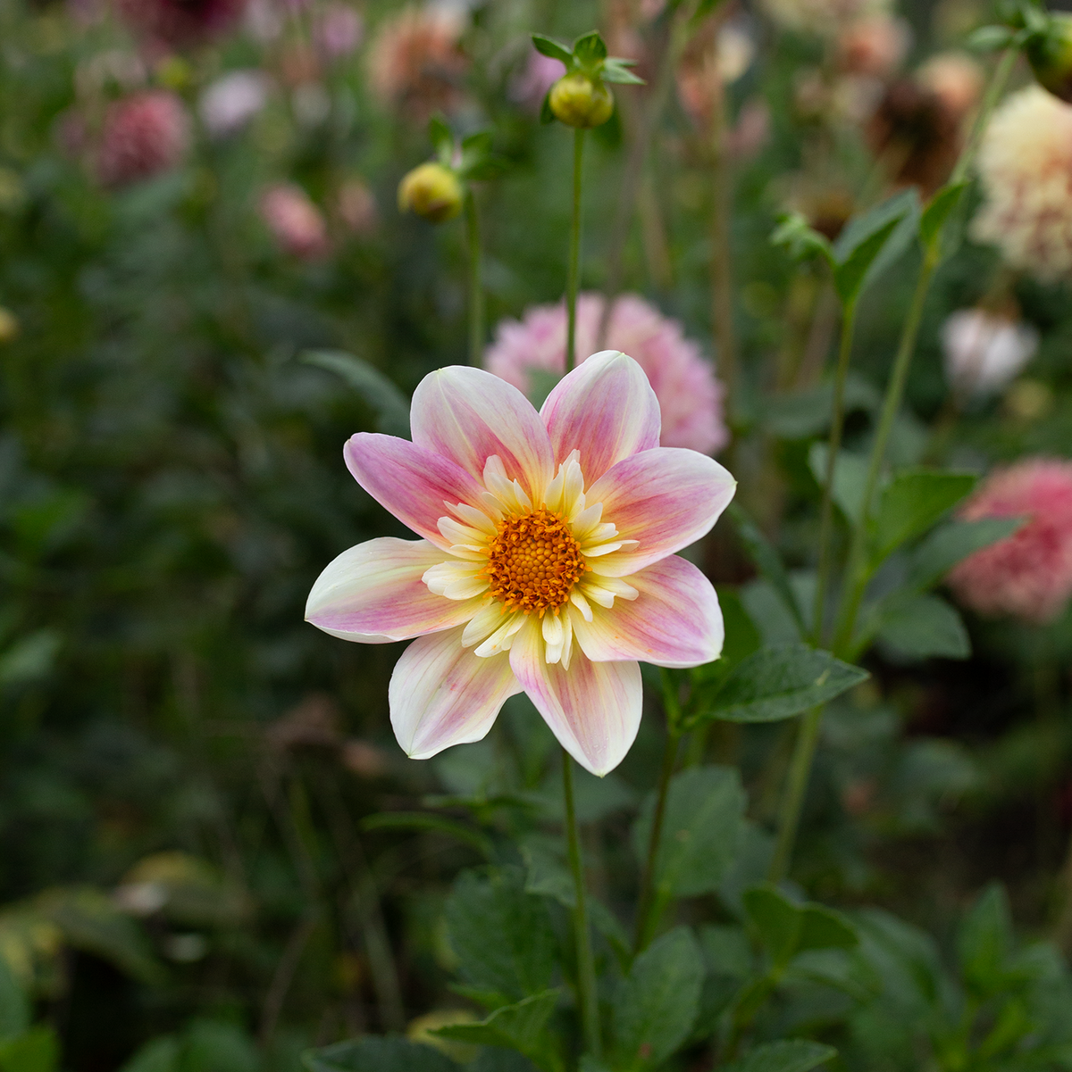 Dahlia 'Ferncliff Dolly'