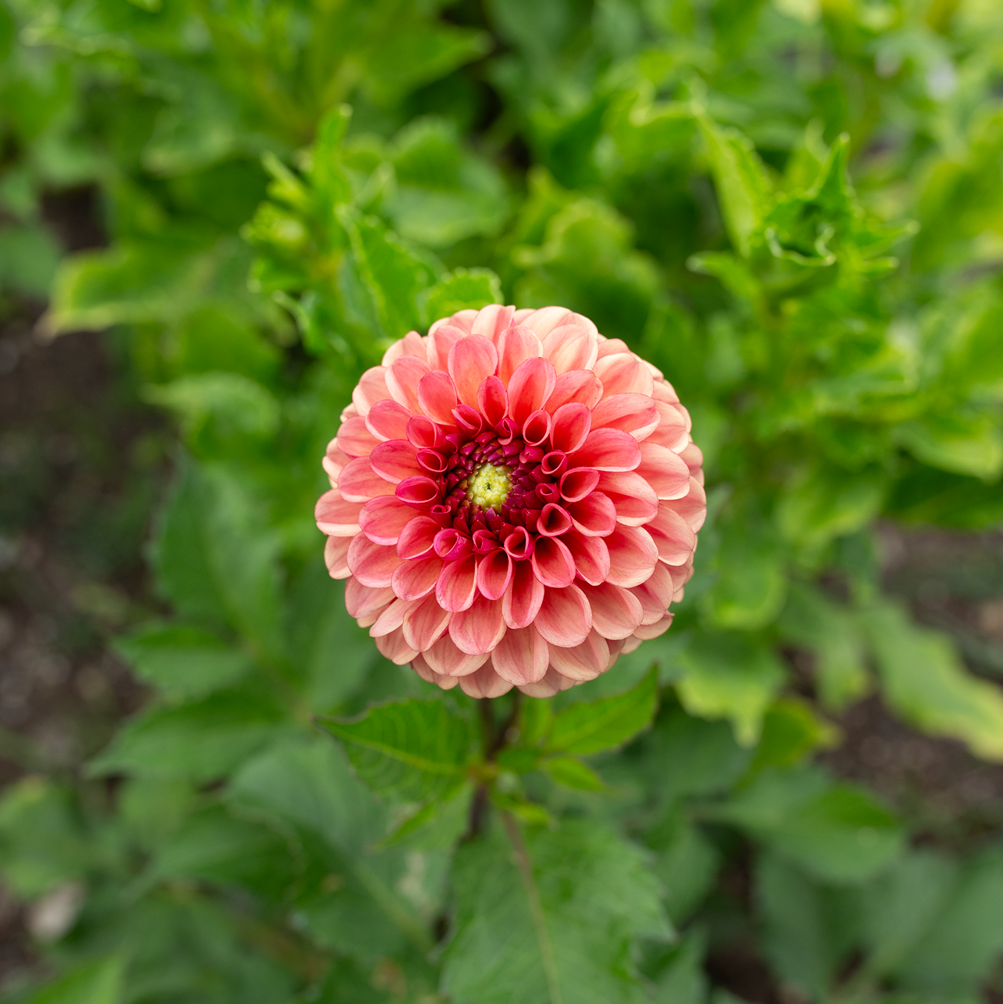 Dahlia 'Ferncliff Kathleen'