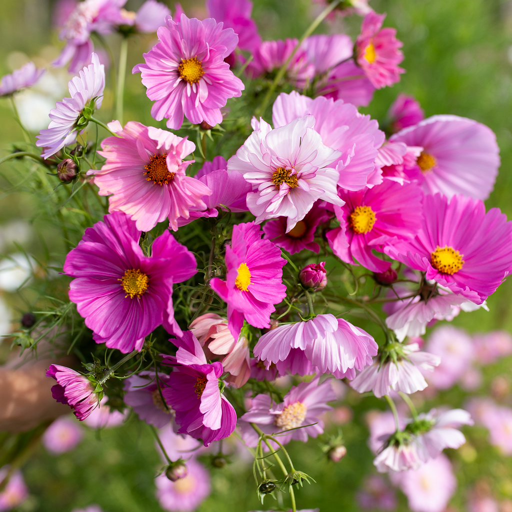 Cosmos 'Fleurelle's Garden Meadow'