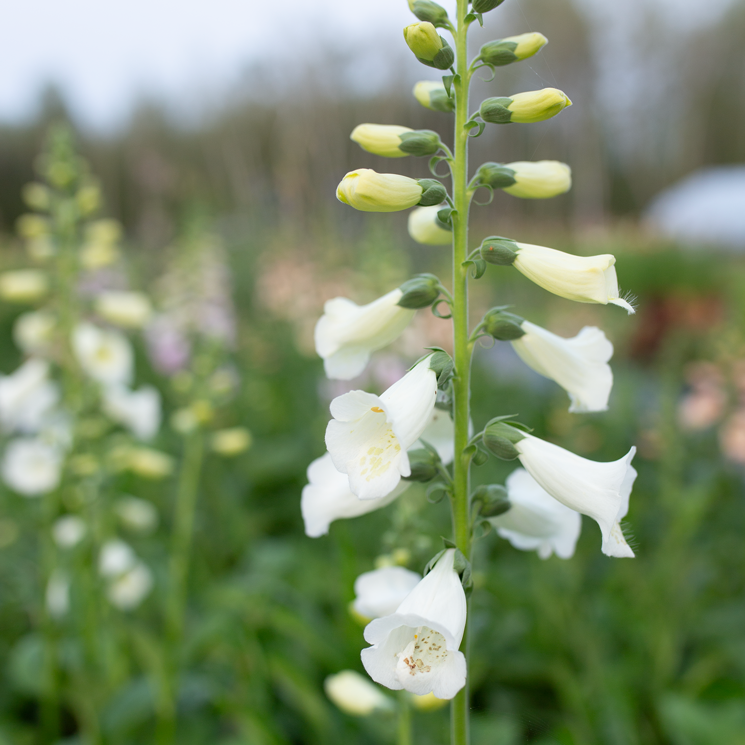 Foxglove 'Fairytale'