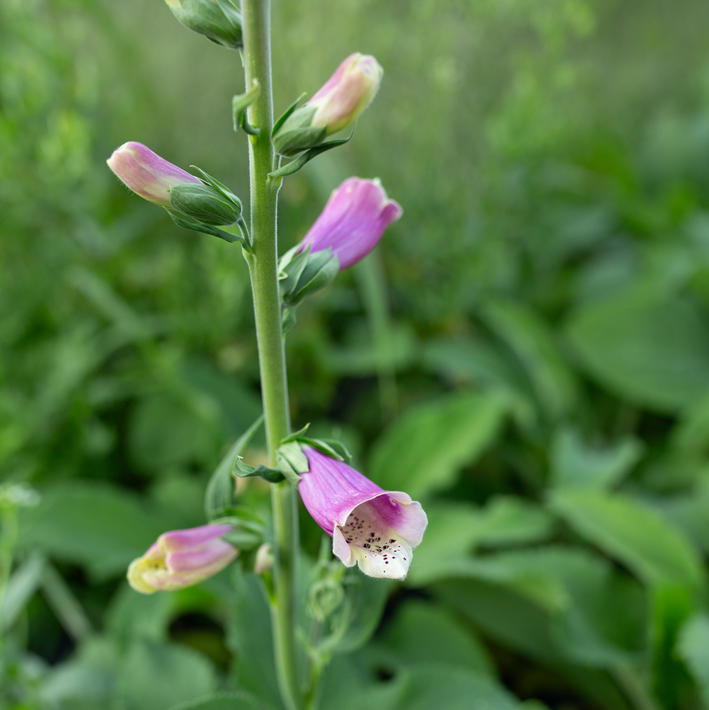 Foxglove 'Fairytale'