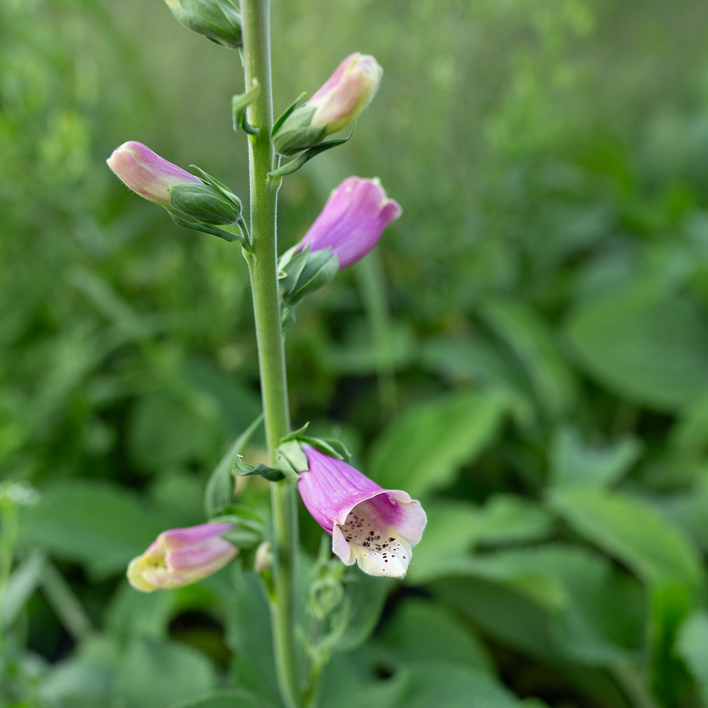 Foxglove 'Fairytale'