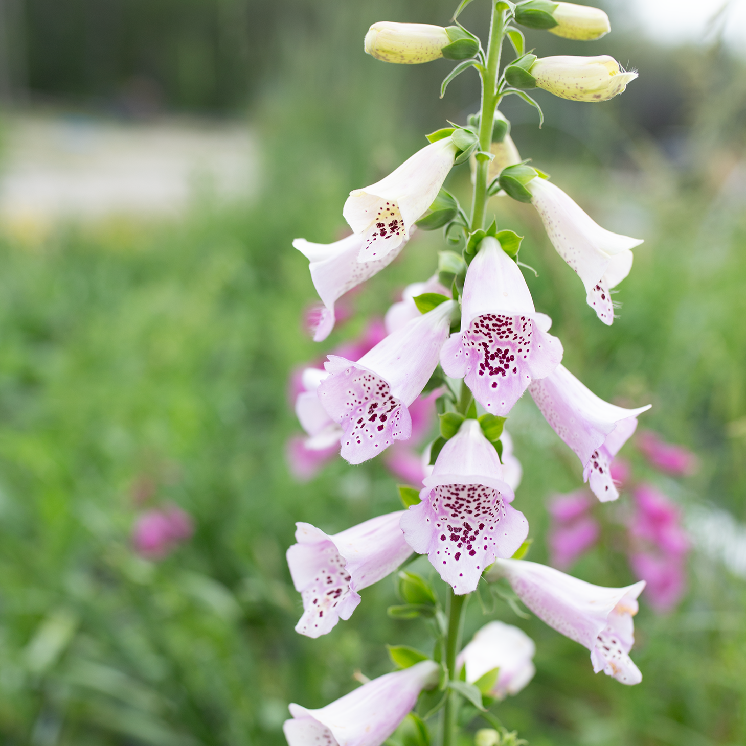 Foxglove 'Fairytale'