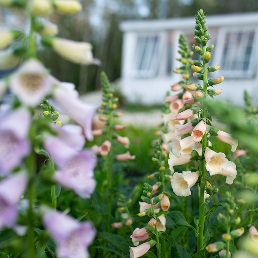 Foxgloves 'Fairytale'