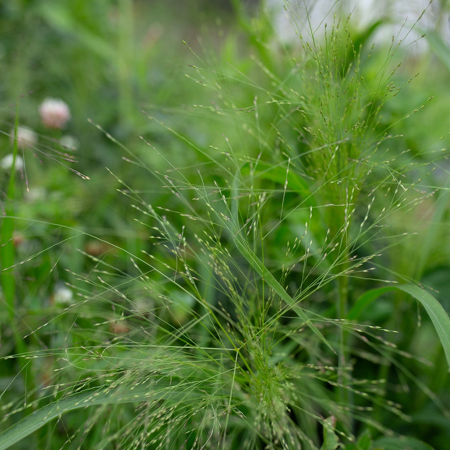 Ornamental Grass 'Frosted Explosion'