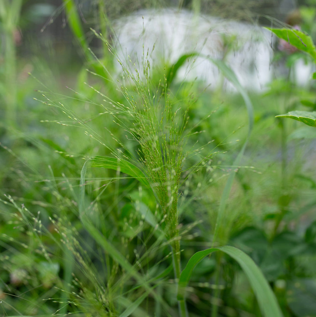 Ornamental Grass 'Frosted Explosion'