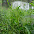 Ornamental Grass 'Frosted Explosion'