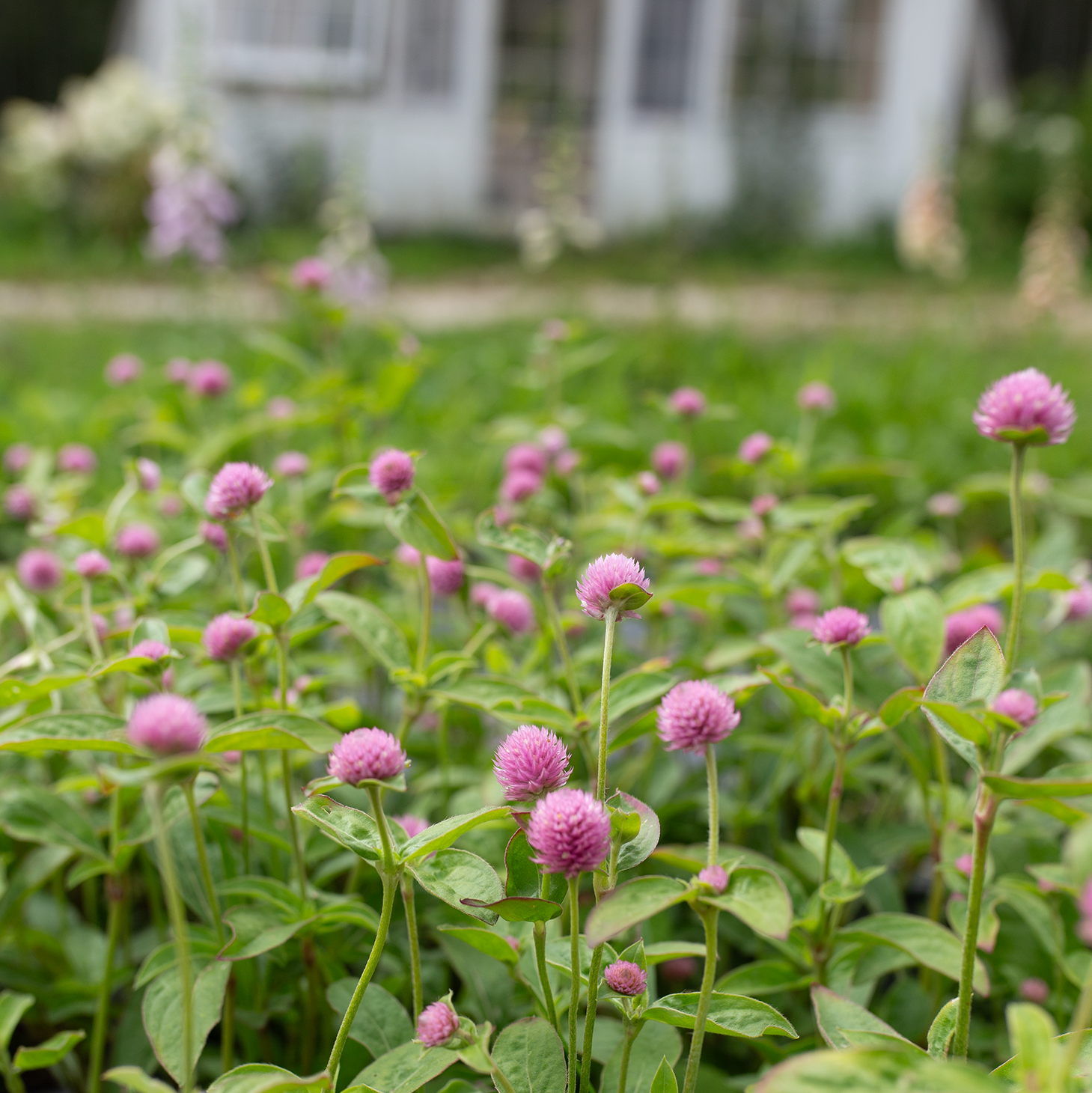 Gomphrena 'Lady Lavender'