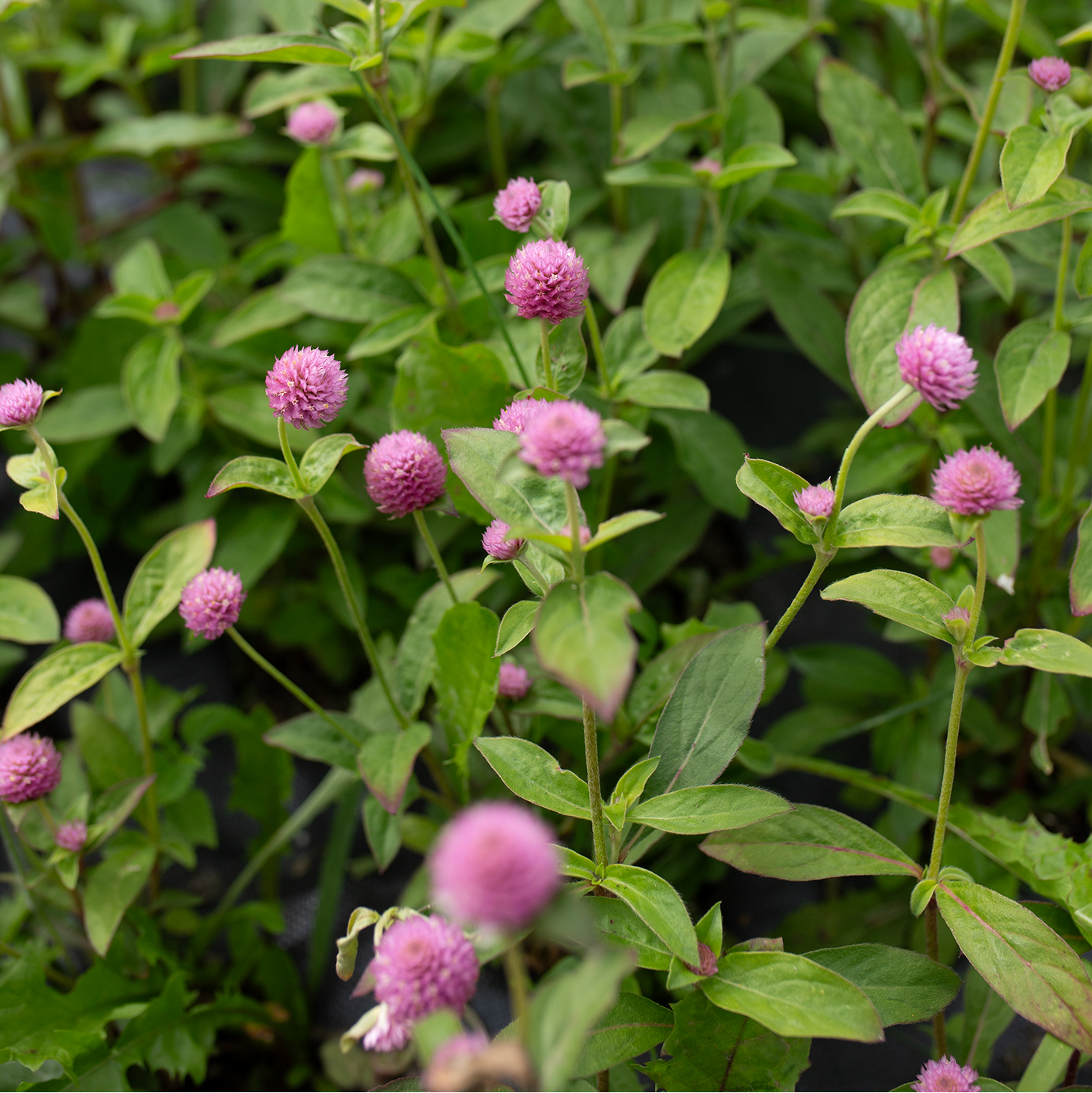 Gomphrena 'Lady Lavender'